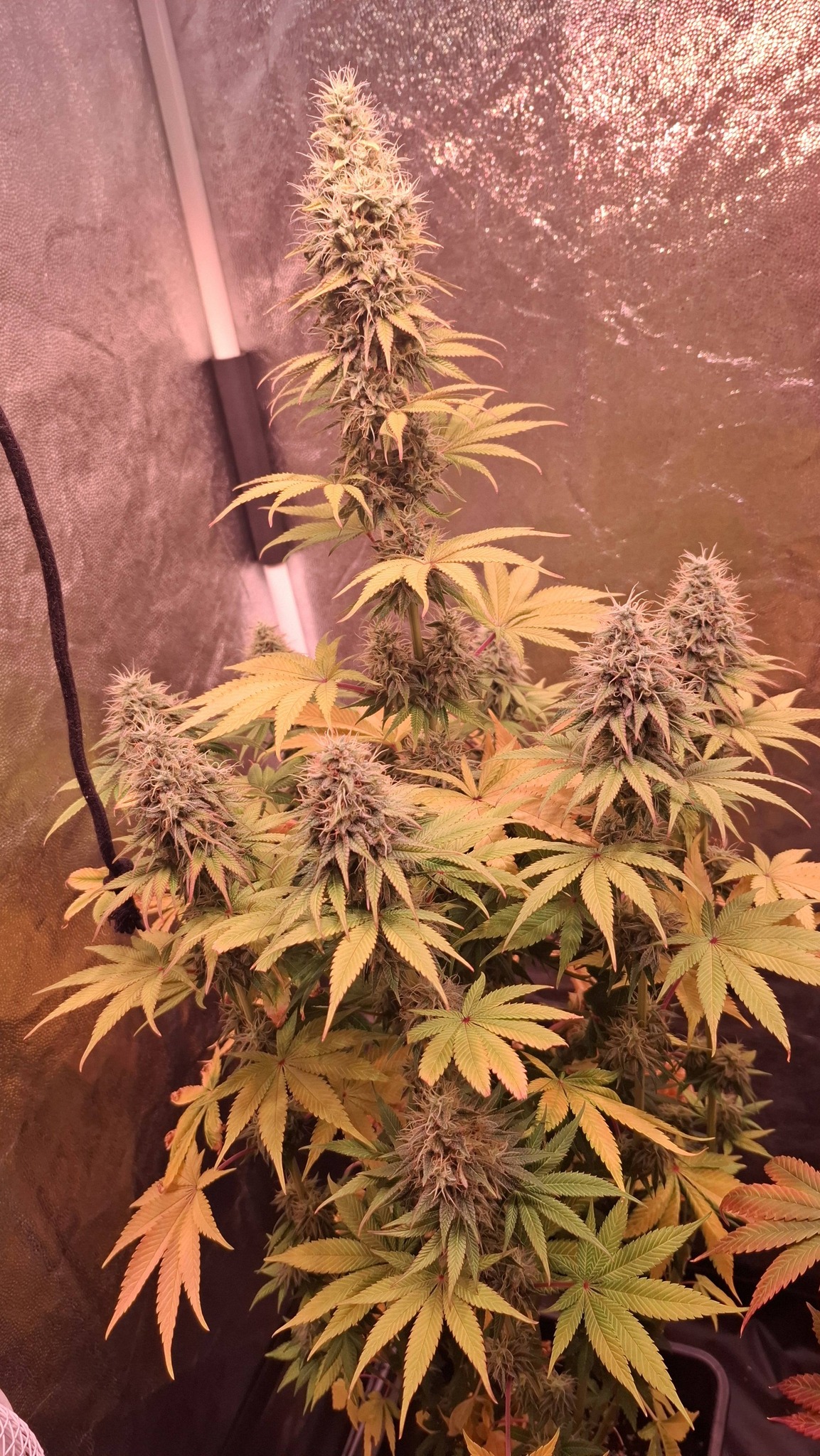 658292021_26782834351356830_4115616954552249668_n